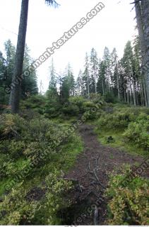 Photo Reference of Background Forest